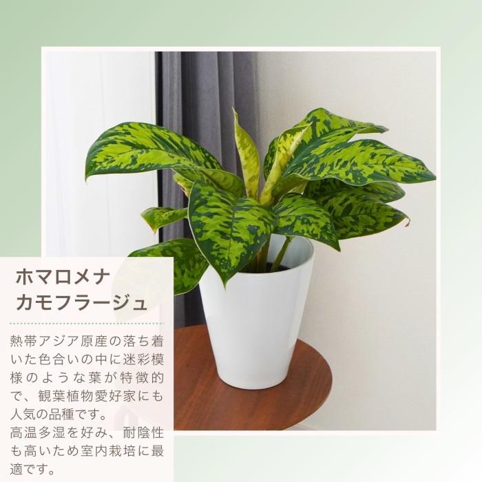 産地直送】 選べる 観葉植物 パキラ モンステラ サンスベリア