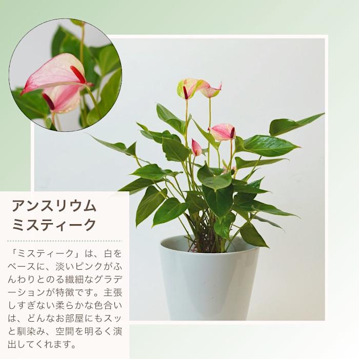 産地直送】 選べる 観葉植物 パキラ モンステラ サンスベリア