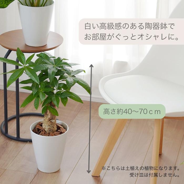 ●２０５　3段トレー　多肉植物トレー　木製プランター　多肉植物　観葉植物　パキラ　モンステラ　サンスベリア　ドラセナ　ウッドプランター　フラワースタンド　ハンドメイド 観葉植物の販売・ギフトならフラワーコーポレーション / 観葉植物
