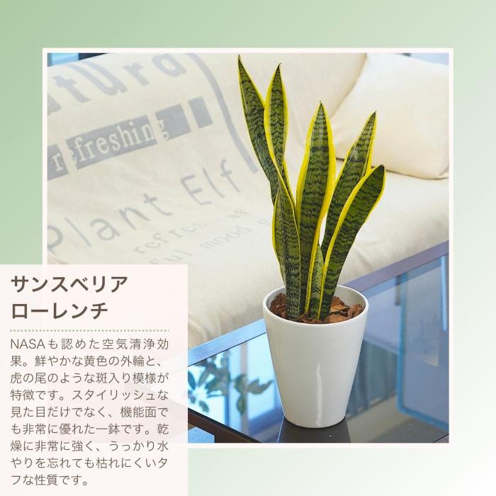 産地直送】 選べる 観葉植物 パキラ モンステラ サンスベリア