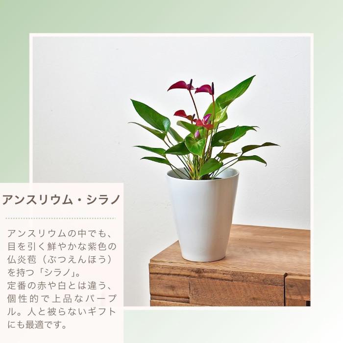 産地直送】 選べる 観葉植物 パキラ モンステラ サンスベリア