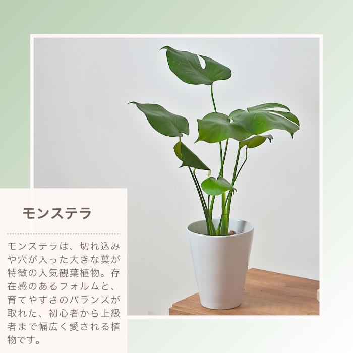 産地直送】 選べる 観葉植物 パキラ モンステラ サンスベリア