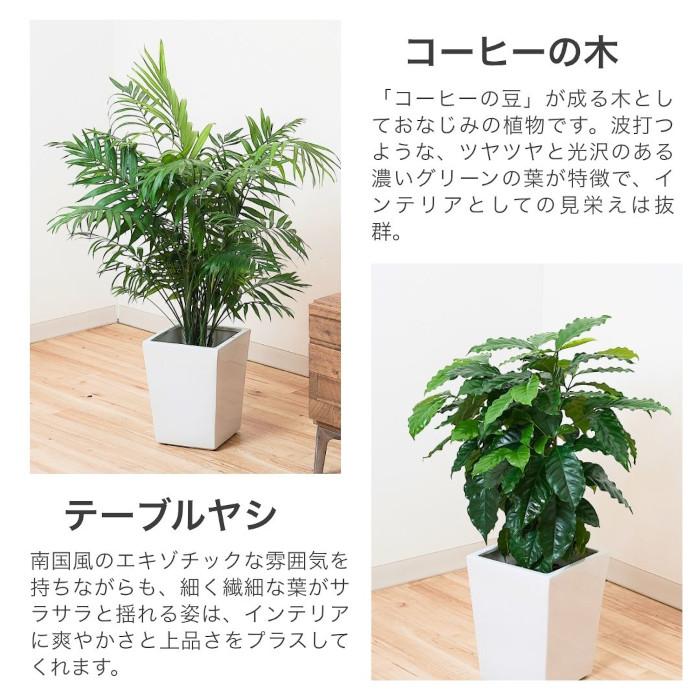 観葉植物 【パキラ コーヒーの木 テーブルヤシ】 産地直送 白 陶器