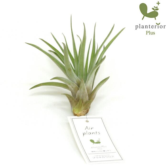 エアプランツ ブラキカウロス Mサイズ : タノシミドリ Yahoo!店 - 通販