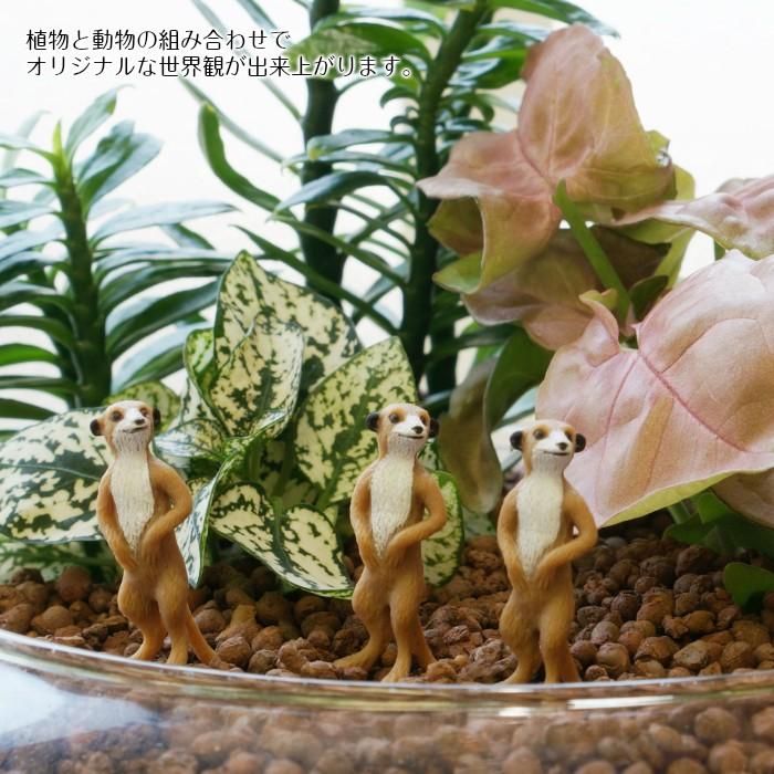 ミニ ミーアキャット ハイドロカルチャー 観葉植物にピッタリ 動物フィギュア Xfi 3438 タノシミドリ Yahoo 店 通販 Yahoo ショッピング