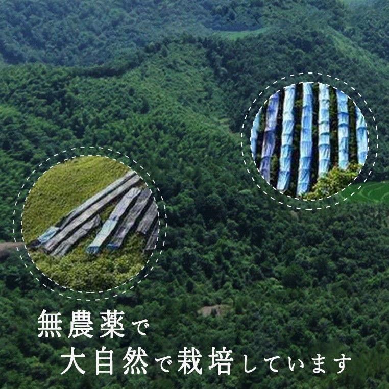 6年根高麗人参パウダー50g 原料100% 長白山産 長白参 高麗人参粉末