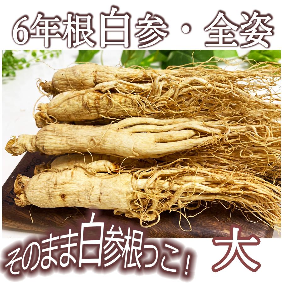 最高級野山参(オタネニンジン)