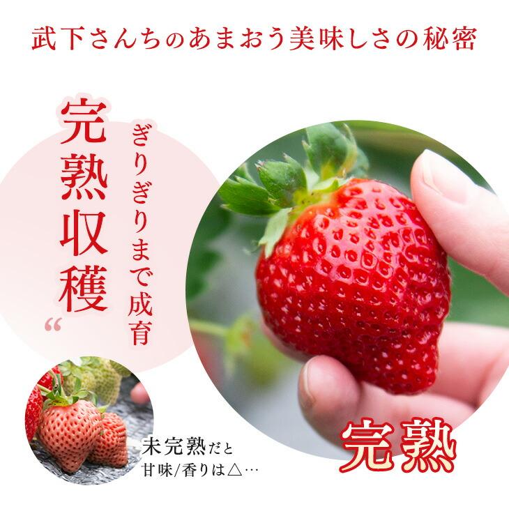 いちご あまおう 夏ギフト 完熟 冷凍 ギフト お祝い お中元 3袋 6袋 苺