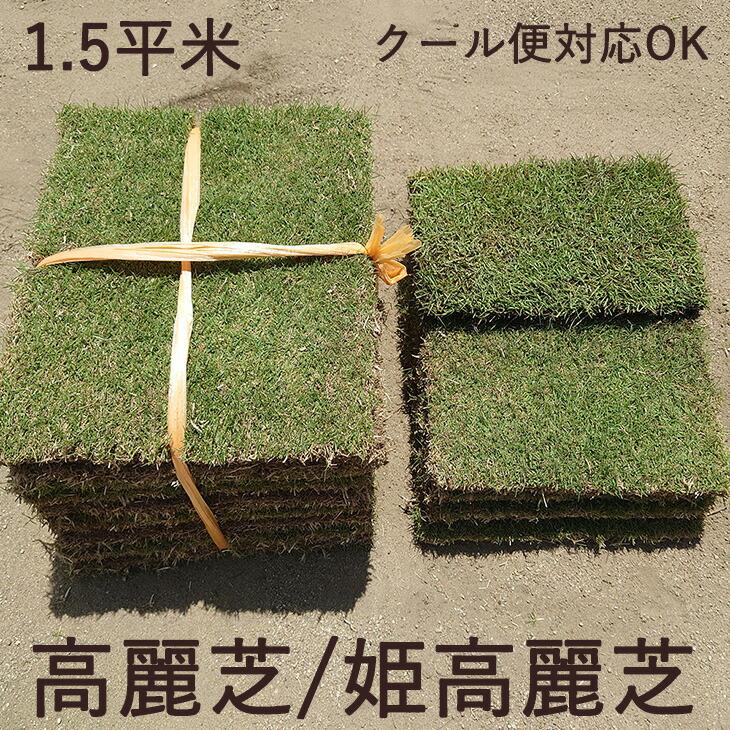 10日+5% 天然芝 1.5平米 高麗芝 姫高麗芝 芝生 高麗 ガーデニング 姫高麗 庭 緑 日本製 国産 グリーン おしゃれ（Yahoo!・タンスのゲン Design the Future）
