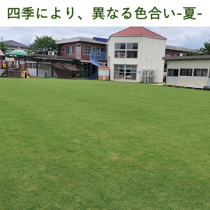 タンスのゲン 天然芝 1.5平米 高麗芝 姫高麗芝 芝生 高麗 ガーデニング