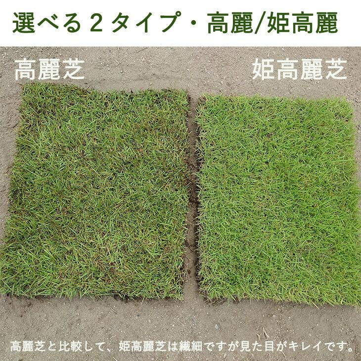 タンスのゲン 天然芝 1.5平米 高麗芝 姫高麗芝 芝生 高麗 ガーデニング