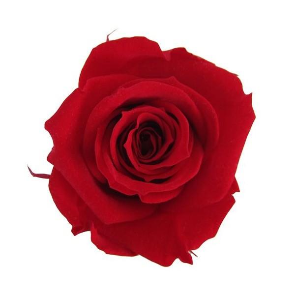 プリザーブドフラワー バラ ローズ 一輪 【color：赤 】【リボン