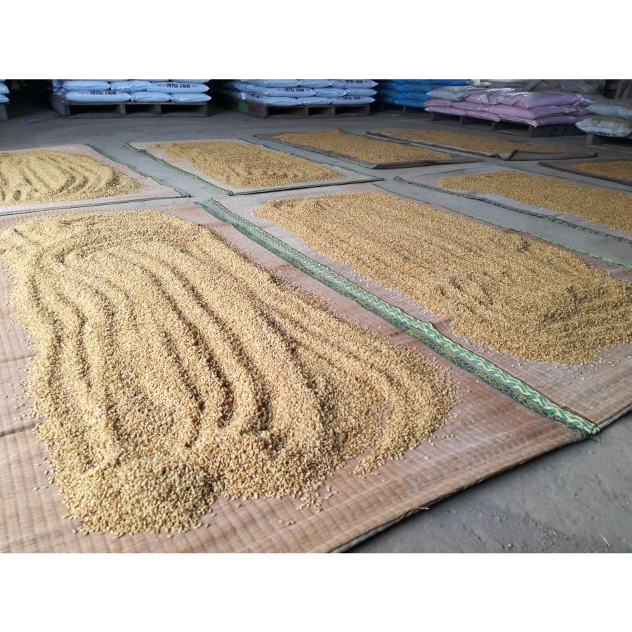 2日以内に出荷】新米前の特別価格 令和7年度 茨城県産 コシヒカリ 30kg