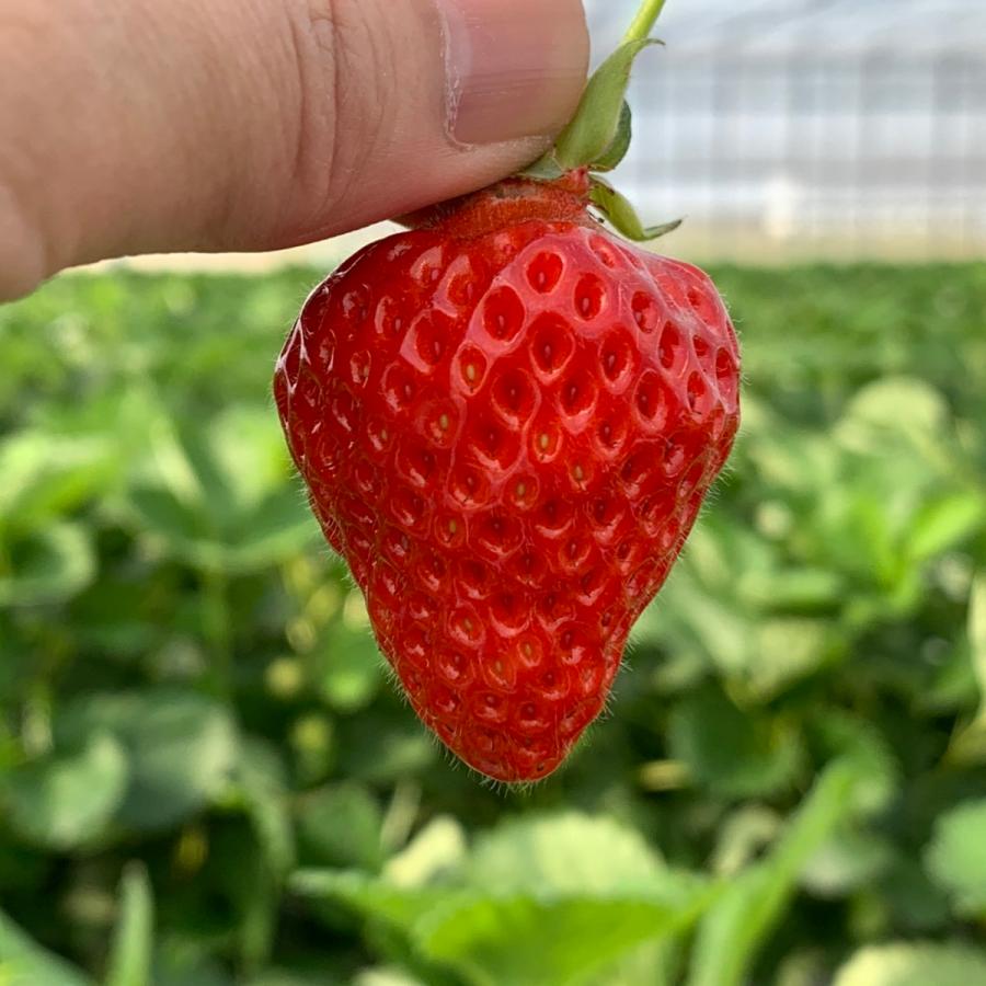 いちご粉末 越後姫 完熟 新潟産100g 1個 糖度が高い ストロベリー 苺 イチゴ粉末 いちご粉 イチゴ粉 パウダー セラミカ 熟成乾燥 Kona01 テイストジャパン 通販 Yahoo ショッピング