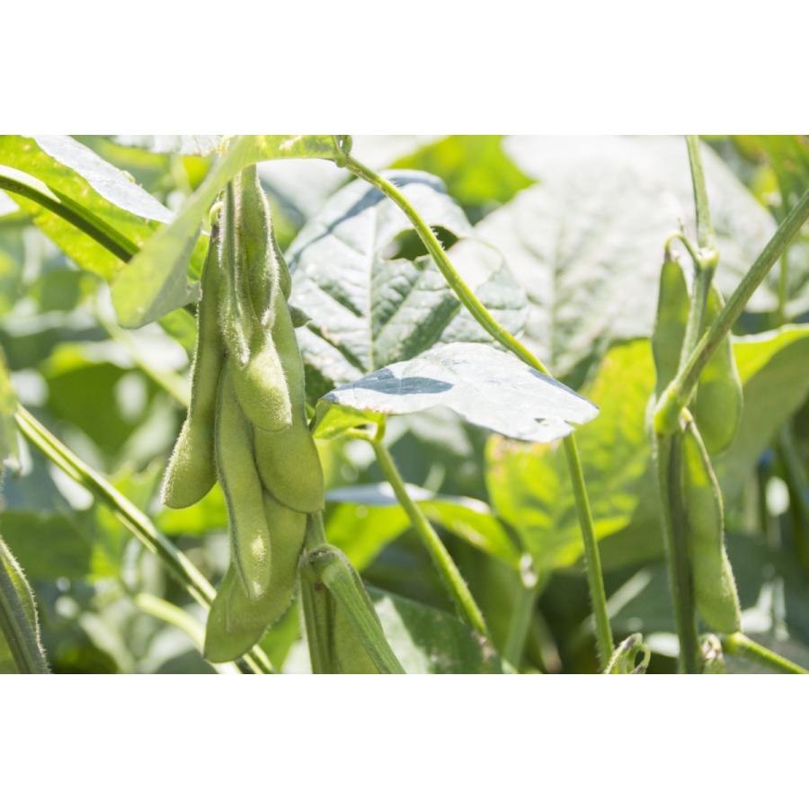 雑誌で紹介された枝豆粉末 新潟産100g 1個 無添加 エダマメ パウダー 熟成乾燥 国産 化学調味料なし 着色料なし えだまめ 豆類、もやし 枝豆 粉末 新潟産100g 1個 甘い 糖度が高い着色料なし えだまめ エダマメ パウダー 熟成乾燥 ケーキ 材料 ダシ 国産 無添加 化学調味料なし 送料無料 クリックポスト