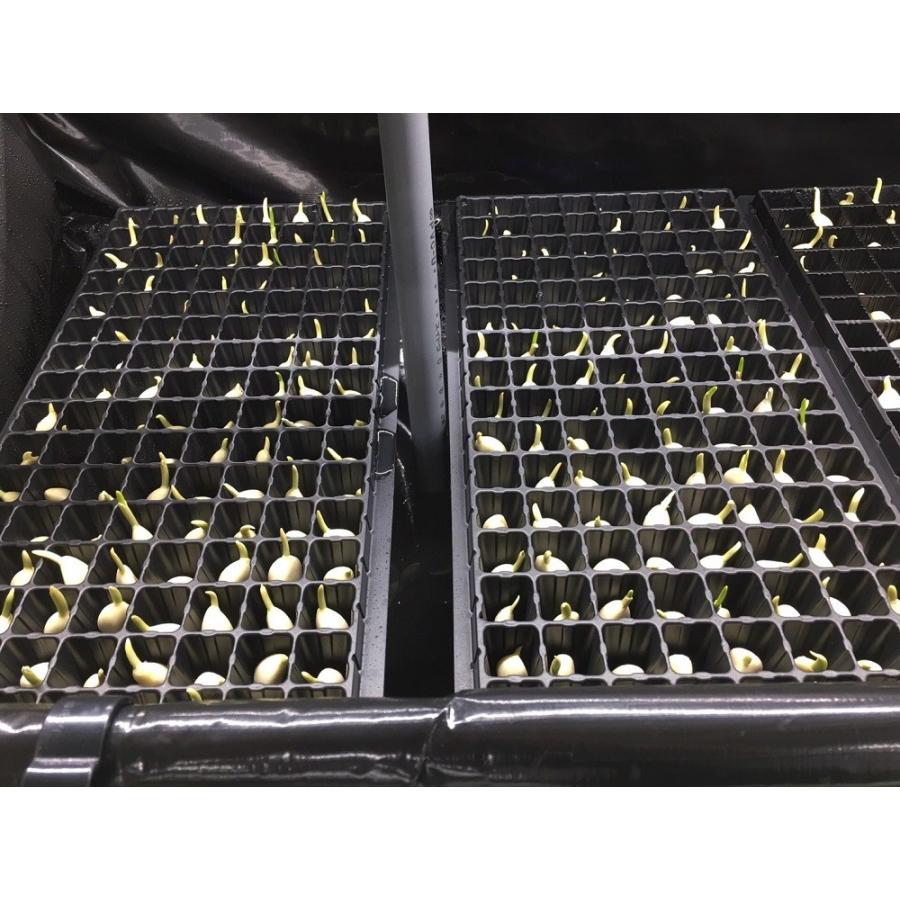 スプラウトにんにく 50本 芽子ニンニク 発芽 水耕栽培 クール便発送