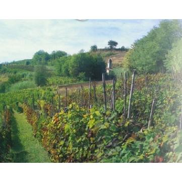 コルテーゼ アルト モンフェッラート グラッフィティ 2024 テヌーテ ネイラーノ 白 750ml 15900円以上で送料無料 |  | 04