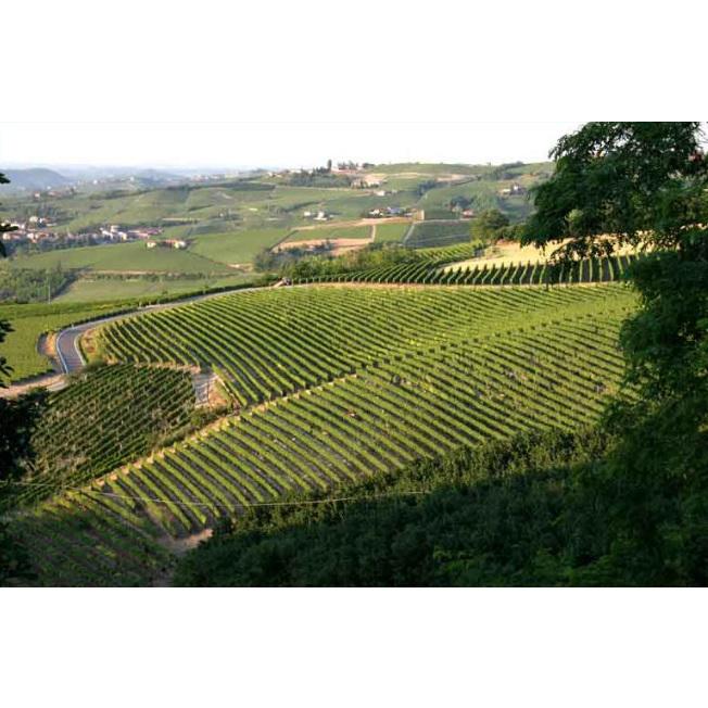 ランゲ アルネイス スレイ 2024 ロベルト サロット 白 750ml 15900円以上で送料無料 |  | 03