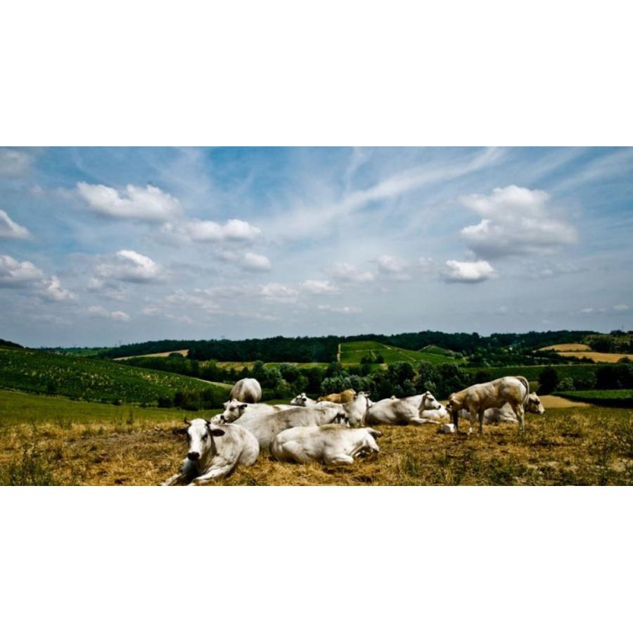 ガヴィ プレオ 2024 ラ ライア 白 750ml 15900円以上で送料無料 |  | 04