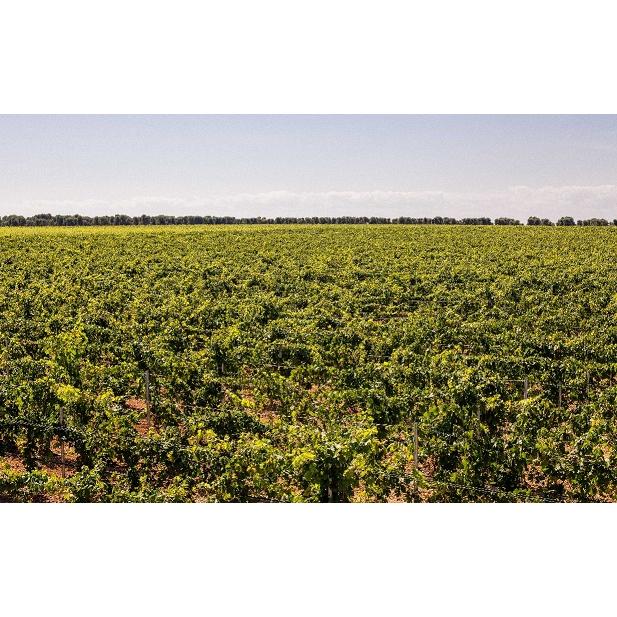 ローズィ ヴィーノ スプマンテ ロザート 2023 マスカ デル タッコ 泡 ロゼ 750ml 15900円以上で送料無料 |  | 04