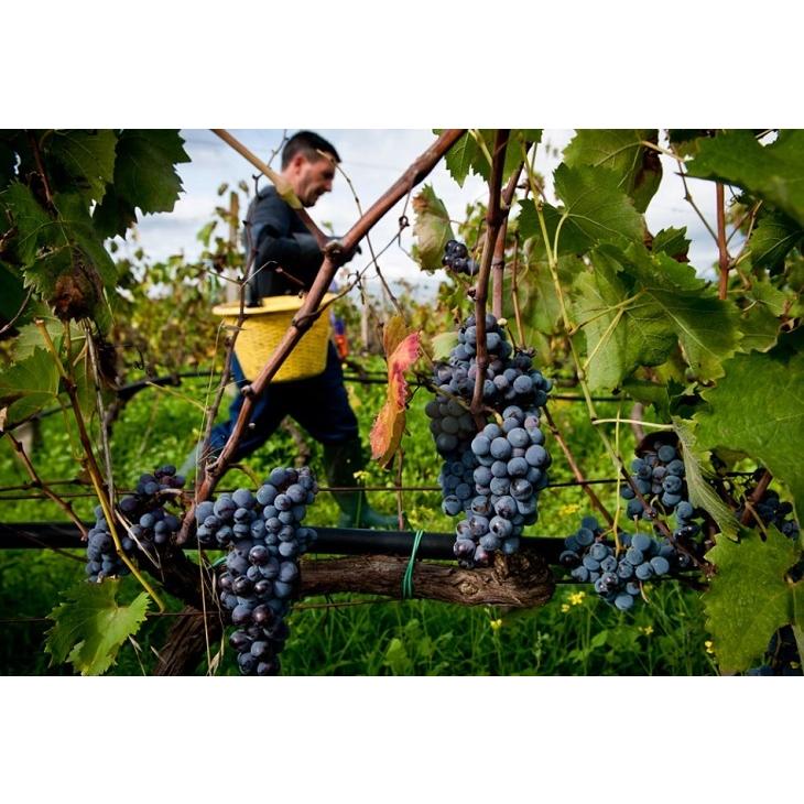 クオタ 1000 バルバベッキ シチリア ロッソ 2014 グラーチ 赤 750ml 赤 Rosso