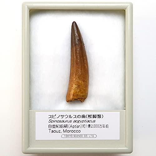 スピノサウルス 歯の化石 モロッコ産 76.57mm(sp158)