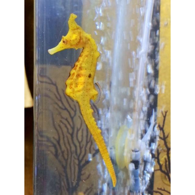 タツノオトシゴ ワイルド種 メス 1214ta1 竜屋 通販 Yahoo ショッピング