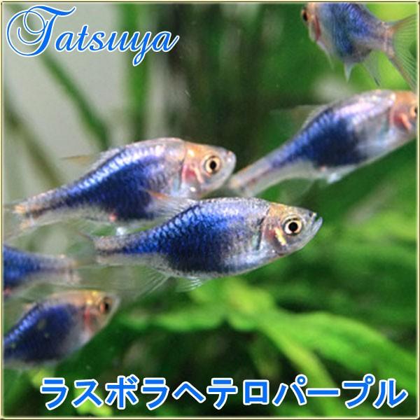 ラスボラヘテロパープル Mサイズ １０匹 ラスボラ系 Tansui103a 竜屋 通販 Yahoo ショッピング