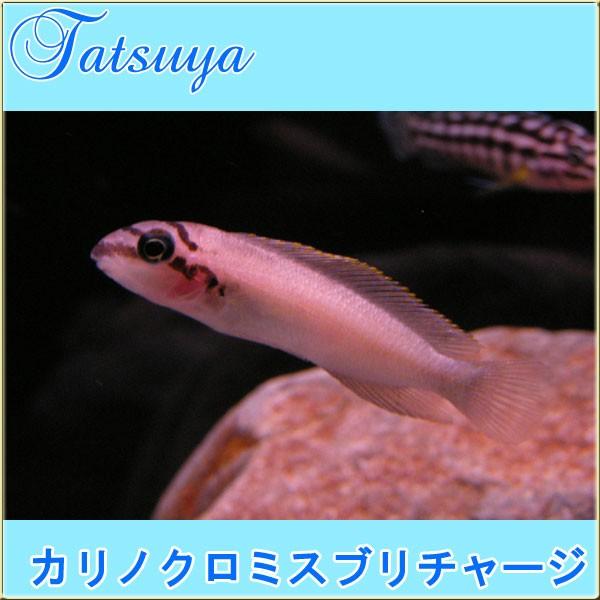 絶対一番安い カリノクロミスブリチャージ 5cm前後 10匹 シクリッド Tansui190a 竜屋 通販 Yahoo ショッピング 時間指定不可 Jeannesauve Org