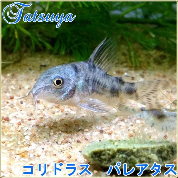 コリドラス パレアタス 10匹 25 Off