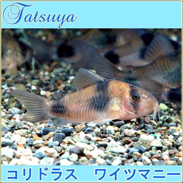 柔らかな質感の コリドラス 2匹 ワイツマニー コリドラス ワイツマニー コリドラス系 コリドラス 観賞魚生体