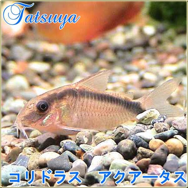 当社の コリドラス アクアータス コリドラス系 コリドラス アクアータス コリドラス 10匹 観賞魚生体 Basementsny Com