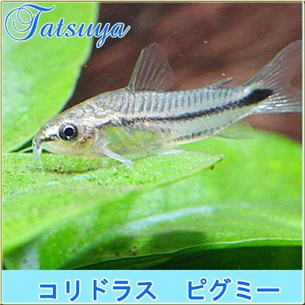 国内外の人気集結 観賞魚生体 コリドラス系 コリドラス アクアータス Mサイズ コリドラス ピグミー 10匹 コリドラス Www Threeriversofs Com