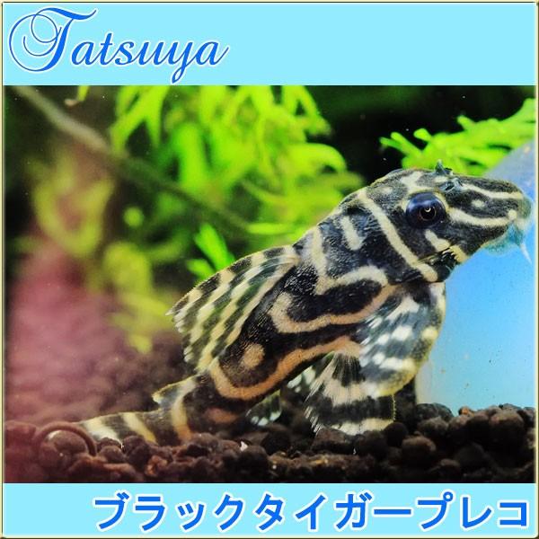 売り値下 ブラックタイガープレコ 5cm前後 5匹 プレコ Tansui257d 竜屋 通販 Yahoo ショッピング 買い限定 Systemsprojects Spagiles Com