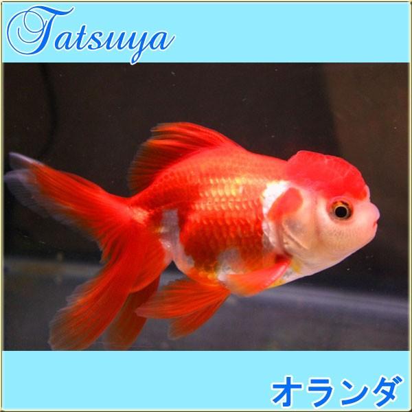 60 Off オランダ オランダシシガシラ 埼玉 弥富 10匹 金魚 限定製作 Zoetalentsolutions Com