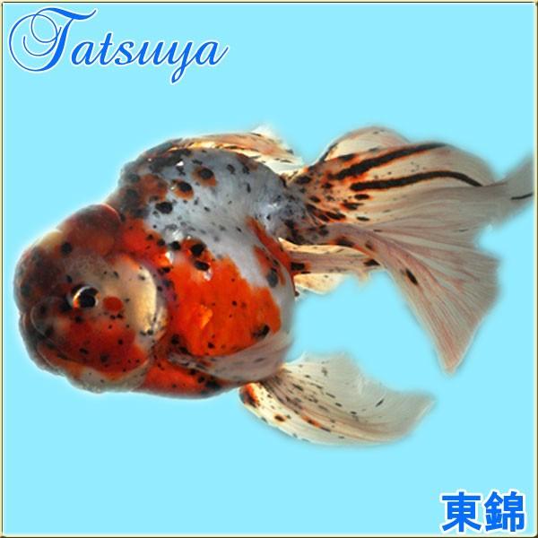 お1人様1点限り 東錦 埼玉 10匹 金魚 新品即決 Www Muslimaidusa Org