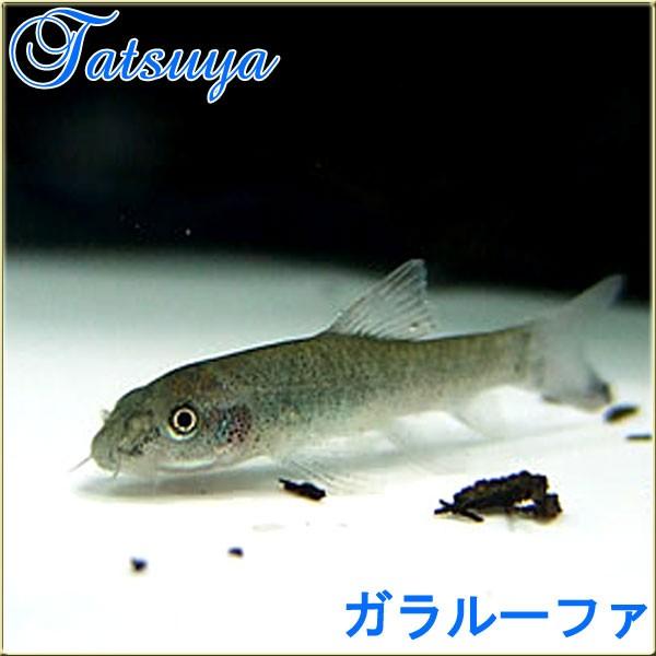 1155円 人気絶頂 ガラルーファ 10匹 ドクターフィッシュ コイ系
