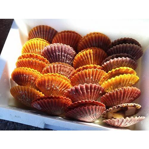 愛媛特産品・産地直送 宇和海産 活ヒオウギ貝（特大サイズ）20個入オリジナルセット 殻長85ミリ〜94ミリ前後 | 