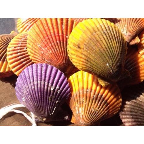 愛媛特産品・産地直送 宇和海産 活ヒオウギ貝（特大サイズ）20個入オリジナルセット 殻長85ミリ〜94ミリ前後 |  | 01