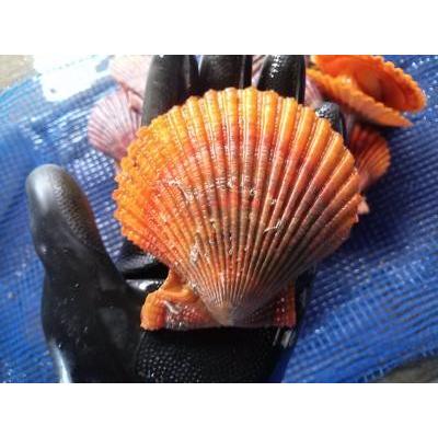 愛媛特産品・産地直送 宇和海産 活ヒオウギ貝（特大サイズ）20個入オリジナルセット 殻長85ミリ〜94ミリ前後 |  | 03