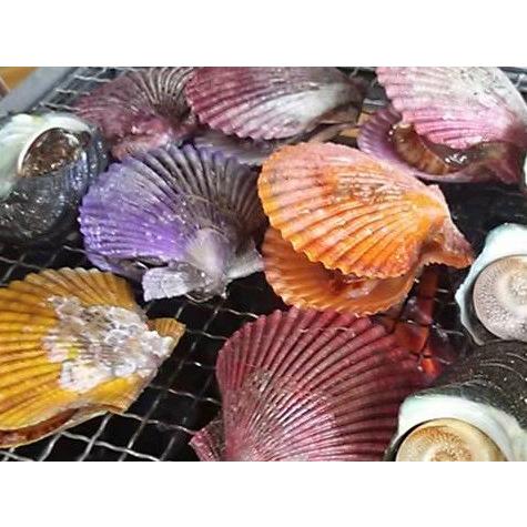 愛媛特産品・産地直送 宇和海産 活ヒオウギ貝（特大サイズ）40個入オリジナルセット 殻長85ミリ〜94ミリ前後 |  | 05