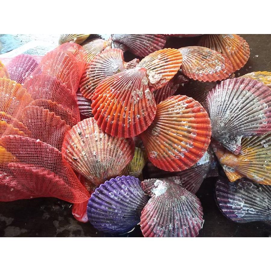 愛媛特産品・産地直送 宇和海産 活ヒオウギ貝（中〜大サイズ）50個入オリジナルセット 殻長70ミリ前後〜84ミリ前後 |  | 01