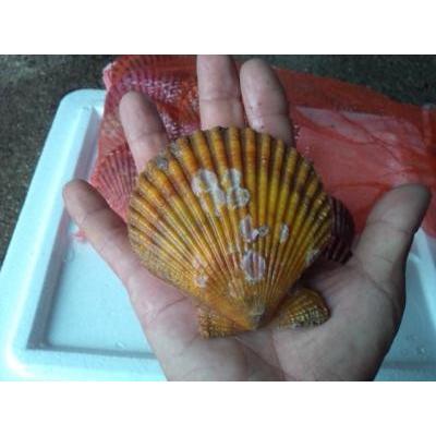 愛媛特産品・産地直送 宇和海産 活ヒオウギ貝（中〜大サイズ）50個入オリジナルセット 殻長70ミリ前後〜84ミリ前後 |  | 03