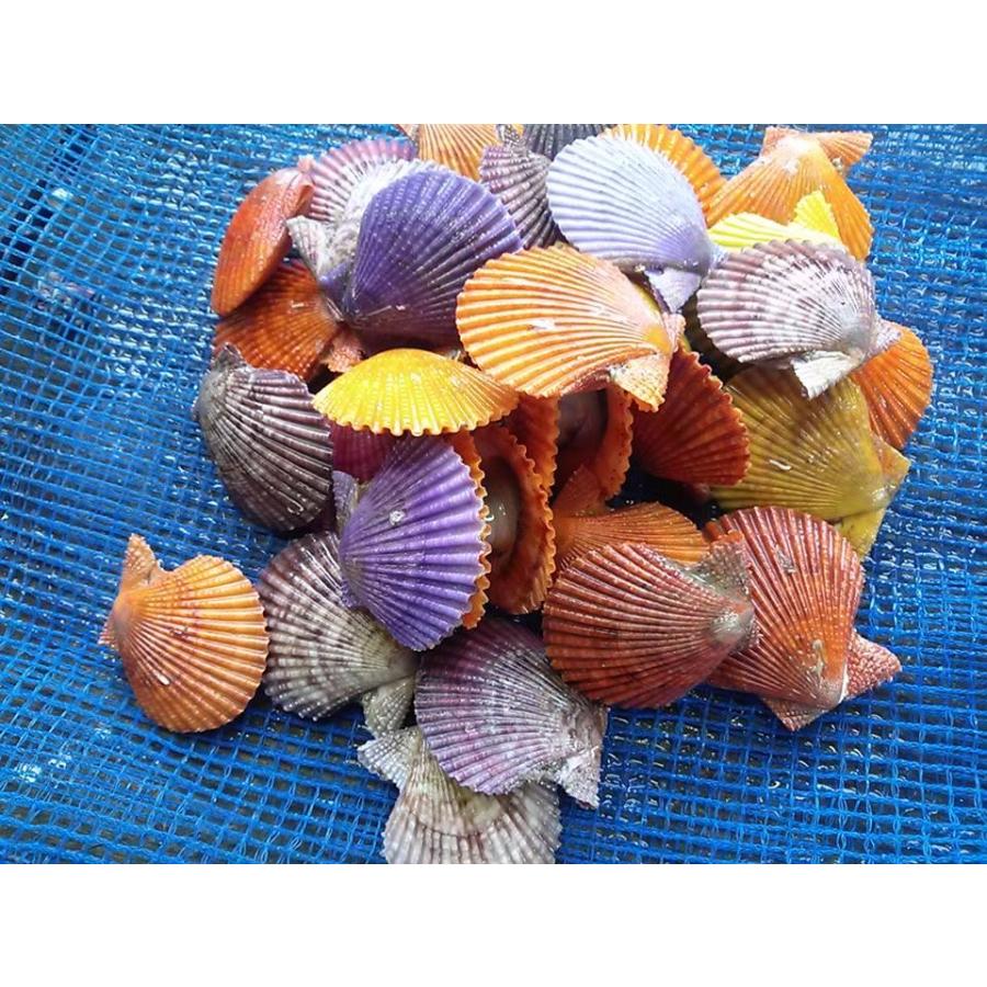 愛媛特産品・産地直送 宇和海産 活ヒオウギ貝（小サイズ）30個入オリジナルセット 殻長50ミリ前後〜64ミリ前後 |  | 01