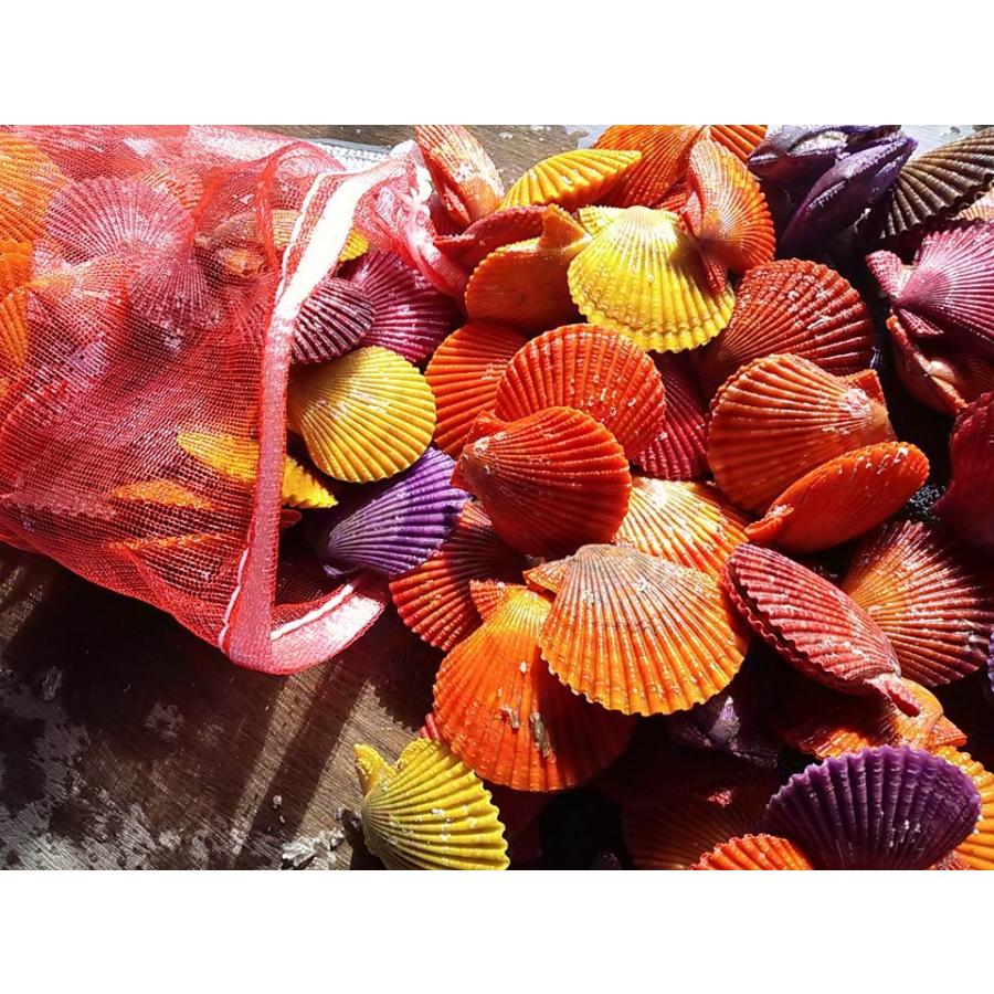 愛媛特産品・産地直送 宇和海産 活ヒオウギ貝（小サイズ）40個入オリジナルセット 殻長50ミリ前後〜64ミリ前後 | 