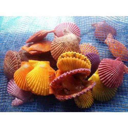 愛媛特産品・産地直送 宇和海産 活ヒオウギ貝（小サイズ）40個入オリジナルセット 殻長50ミリ前後〜64ミリ前後 |  | 02