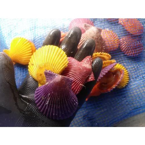 愛媛特産品・産地直送 宇和海産 活ヒオウギ貝（小サイズ）40個入オリジナルセット 殻長50ミリ前後〜64ミリ前後 |  | 03