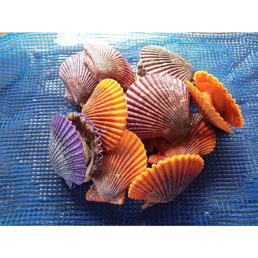 愛媛特産品・産地直送 宇和海産 活ヒオウギ貝（超特大サイズ）10個入オリジナルセット 殻長95ミリ〜100ミリ以上〜 | 