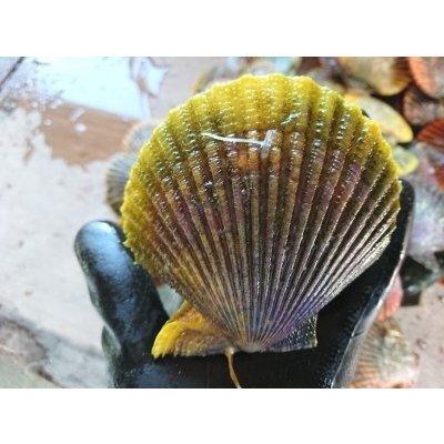 愛媛特産品・産地直送 宇和海産 活ヒオウギ貝（超特大サイズ）10個入オリジナルセット 殻長95ミリ〜100ミリ以上〜 |  | 03