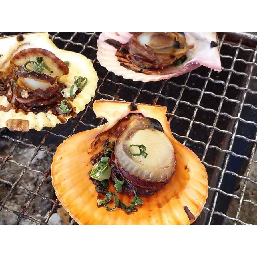 愛媛特産品・産地直送 宇和海産 活ヒオウギ貝（超特大サイズ）10個入オリジナルセット 殻長95ミリ〜100ミリ以上〜 |  | 04